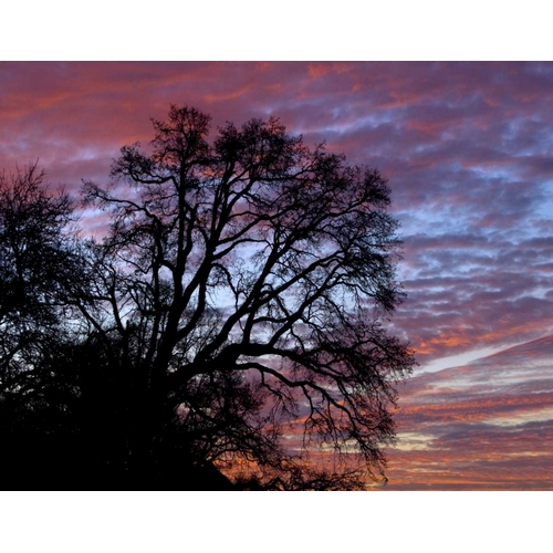 OR, Multnomah Co, Oak tree at sunrise